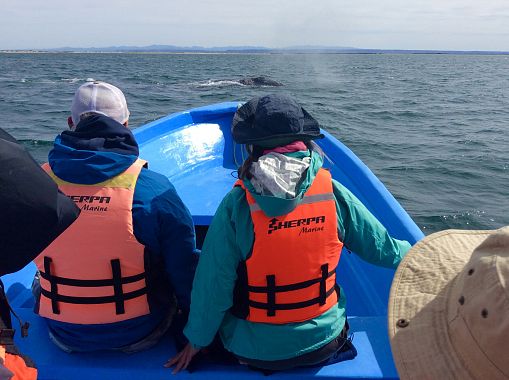 Whale watching a Guerrero Negro - foto di Blue Lama