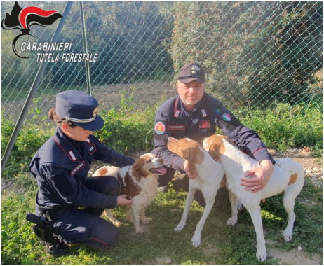 I cani tratti in salvo da parte dei carabinieri forestali